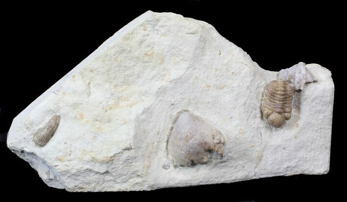 Small Kainops Trilobite With Brachiopod & Coral - Oklahoma #42852